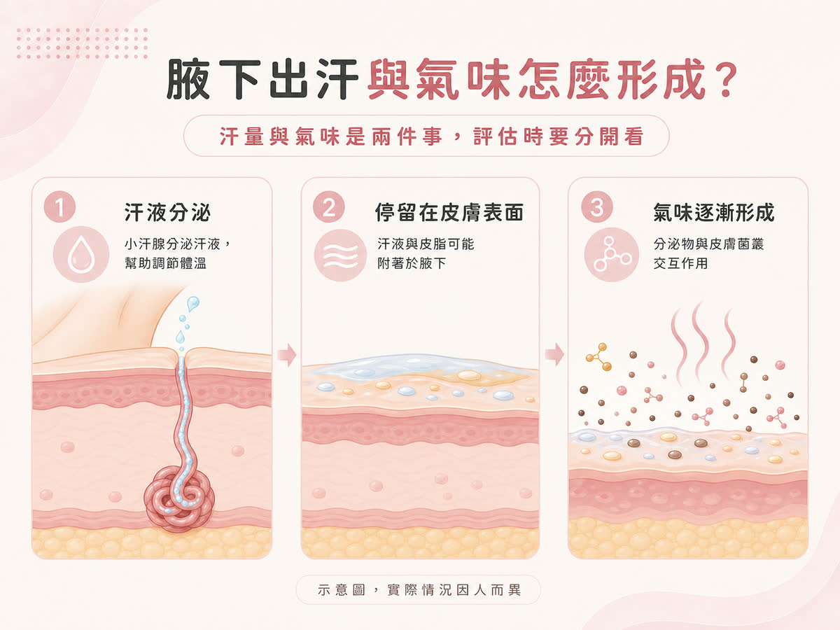 腋下汗量與氣味來源示意圖